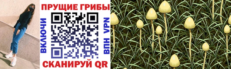 Галлюциногенные грибы GOLDEN TEACHER  где купить наркоту  Анива 